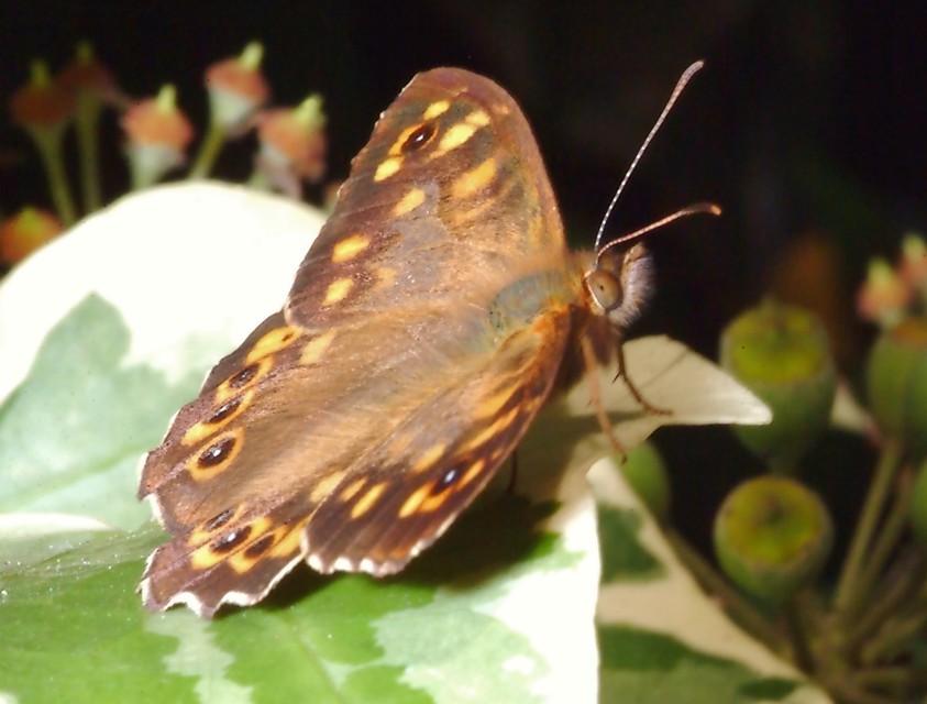 Sempre sull''Hedera e 